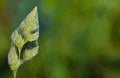 Close-up of an ear of grass, full of cobwebs and with water drops on it, in autumn against a green background with room for text Royalty Free Stock Photo