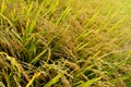 Close-up ear of paddy in rice Royalty Free Stock Photo