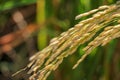 Close up ear of paddy or rice in organic field, agriculture concept Royalty Free Stock Photo