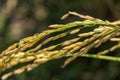 Close up ear of paddy or rice in organic field, agriculture concept Royalty Free Stock Photo