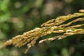 Close up ear of paddy or rice in organic field, agriculture concept Royalty Free Stock Photo