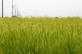 Close up ear of paddy or rice in organic field, agriculture concept Royalty Free Stock Photo