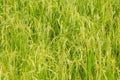 Close up ear of paddy or rice in organic field, agriculture concept Royalty Free Stock Photo