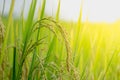 Close up ear of rice fields. Royalty Free Stock Photo