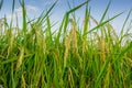 Close up ear of rice in rice fields. Royalty Free Stock Photo