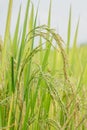 Close up ear of rice fields. Royalty Free Stock Photo