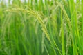 Close up ear of rice fields. Royalty Free Stock Photo