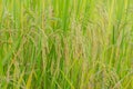 Close up ear of rice fields Royalty Free Stock Photo
