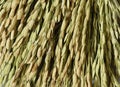 Close up of Ear of Rice Royalty Free Stock Photo