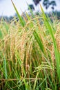 Close up ear of rice in paddy field Royalty Free Stock Photo