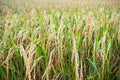 Close up ear of rice in paddy field Royalty Free Stock Photo