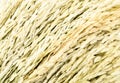 Close up ear of rice on table Royalty Free Stock Photo