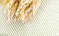 Close up Ear of rice on table with green strip tablecloth Royalty Free Stock Photo