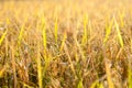 Close up of ear of rice at yellow field, harvest time season in Thailand. Royalty Free Stock Photo