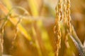 Close up of ear of rice at yellow field, harvest time season in Thailand. Royalty Free Stock Photo