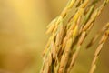 Close up of ear of rice at yellow field, harvest time season in Thailand. Royalty Free Stock Photo