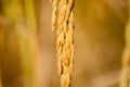 Close up of ear of rice at yellow field, harvest time season in Thailand. Royalty Free Stock Photo