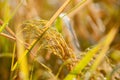 Close up of ear of rice at yellow field, harvest time season in Thailand. Royalty Free Stock Photo