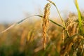 Close up of ear of rice at yellow field, harvest time season in Thailand. Royalty Free Stock Photo