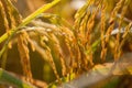 Close up of ear of rice at yellow field, harvest time season in Thailand. Royalty Free Stock Photo