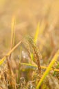 Close up of ear of rice at yellow field, harvest time season in Thailand. Royalty Free Stock Photo