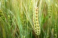 Close-up of an ear of triticale grain Royalty Free Stock Photo