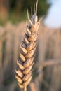 Close-up of an ear of wheat growing in an arable field Royalty Free Stock Photo