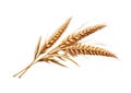 Close up of Ear of wheat isolated on white background