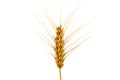 Ear of wheat isolated on white Royalty Free Stock Photo