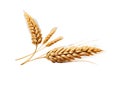 Close up of Ear of wheat isolated on white background