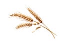 Close up of Ear of wheat isolated on white background Royalty Free Stock Photo