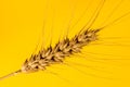 Close up of Ear of wheat isolated on yellow Royalty Free Stock Photo