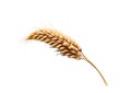 Close up of Ear of wheat isolated on white background