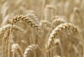 Close up ear of wheat Royalty Free Stock Photo