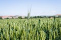 Close up of an ear of wheat standing out of a cereal field, with a blue sky in the background Royalty Free Stock Photo