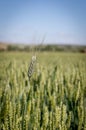 Close up of an ear of wheat standing out of a cereal field, with a blue sky in the background Royalty Free Stock Photo