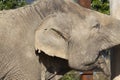 Close up of the ear and wrinkly skin of an elephant