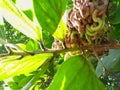 Close up of Earleaf Acacia Tree fruit and seeds