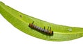 Young Common Crow Euploea core caterpillar Royalty Free Stock Photo