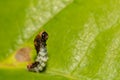 Eastern Tiger Swallowtail Caterpillar Royalty Free Stock Photo