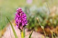 Close up at a Early marsh orchid on a meadow