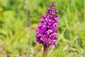 Early purple orchid orchis mascula flower Royalty Free Stock Photo
