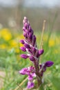 Early purple orchid orchis mascula flower Royalty Free Stock Photo