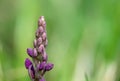 Early purple orchid orchis mascula flower Royalty Free Stock Photo