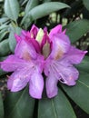 Close up of an early Spring flowering Rhododendron