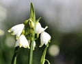 Snowdrops with faint green tips