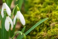 Close up of early spring snowdrops and moss in a Scottish wood