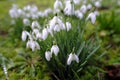 Close-up of early spring white flowers of Galanthus nivalis or snowdrop Royalty Free Stock Photo