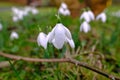 Close-up of early spring white flowers of Galanthus nivalis or snowdrop Royalty Free Stock Photo