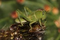 Close up of an early Stage, very young, Nymph Locust Royalty Free Stock Photo
